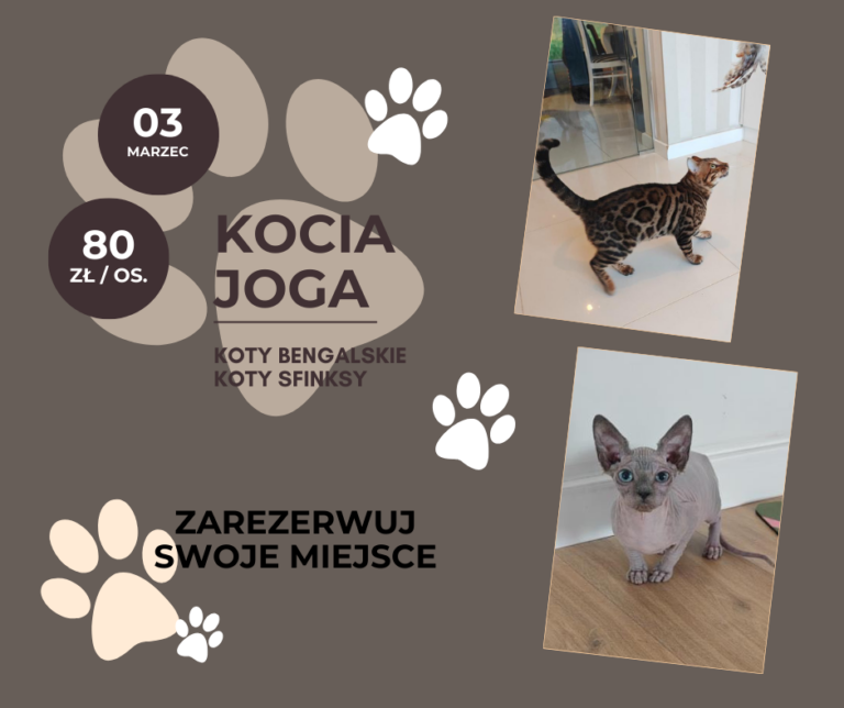 Kopia – Kocia Joga wydarzenie
