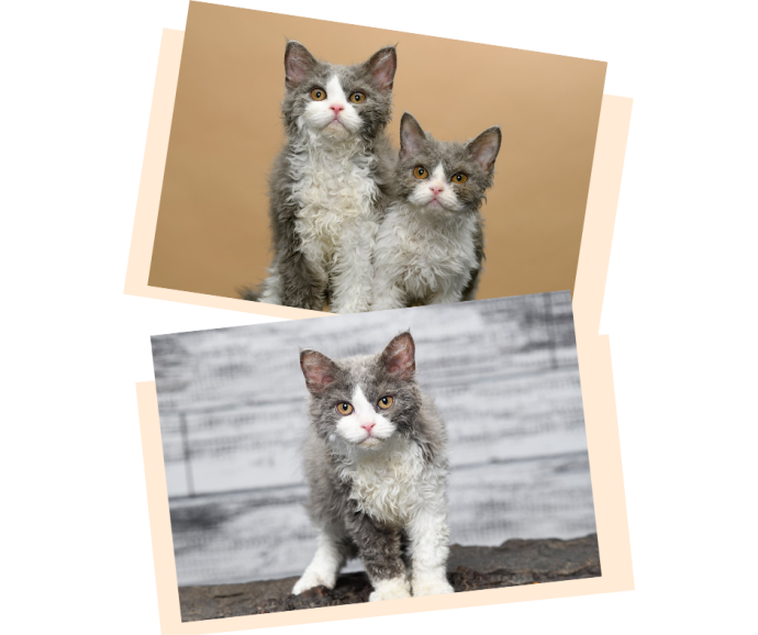 cats.png